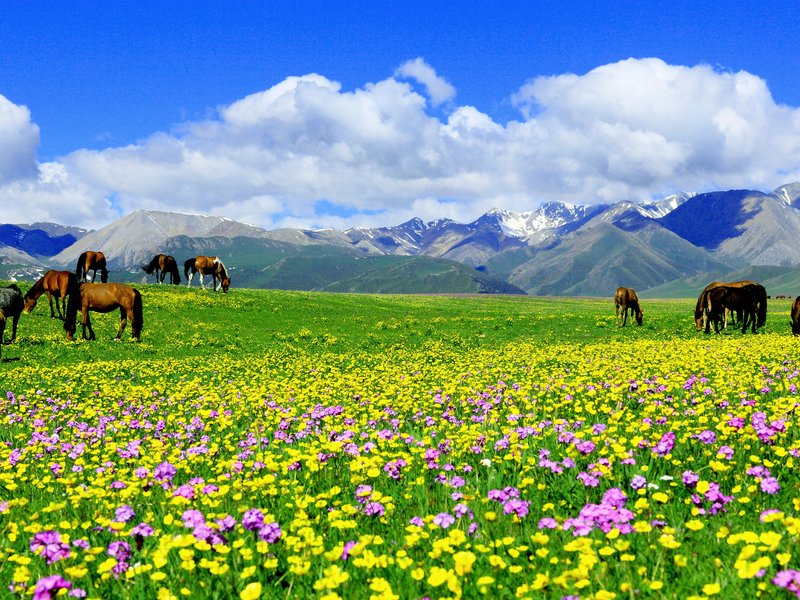 新疆伊犁草原旅游实景